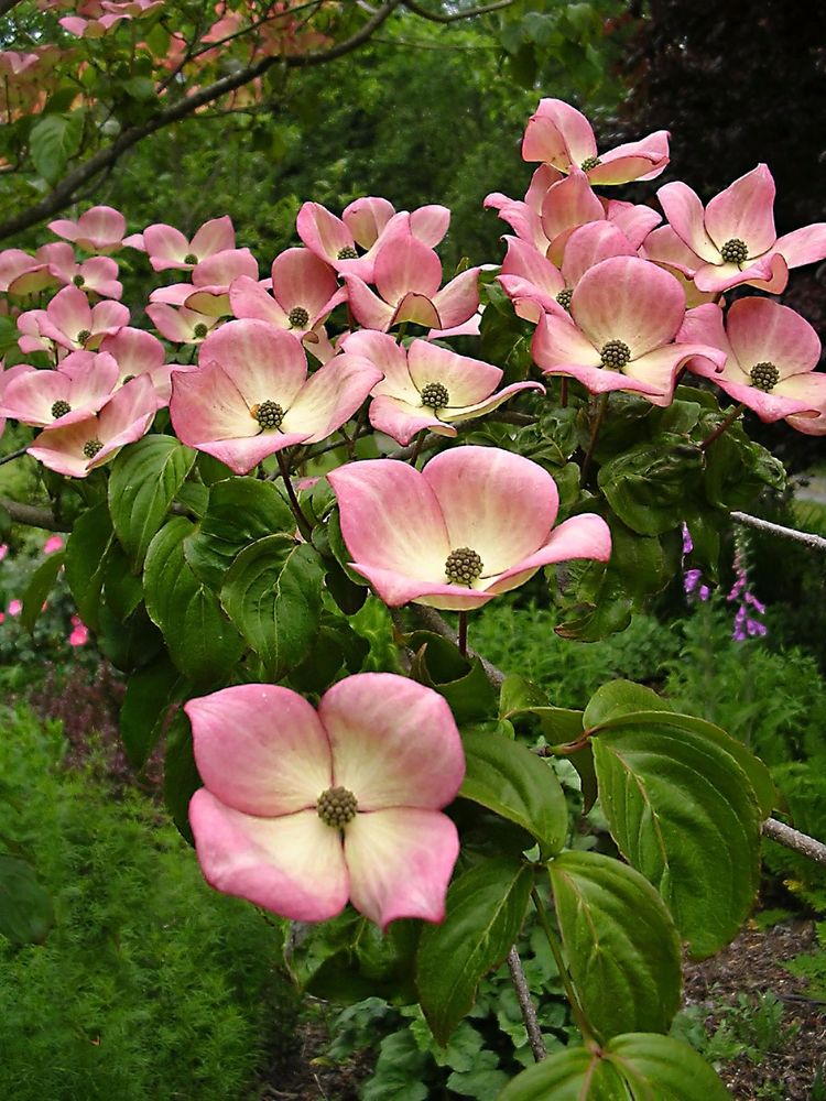 Arlington Garden Club